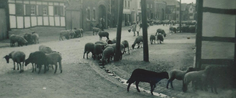 Schafherde in Vettweißer Hauptstraße - 1935