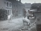 Leben und überleben in der Nachkriegszeit